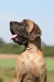DOGUE ALLEMAND 058